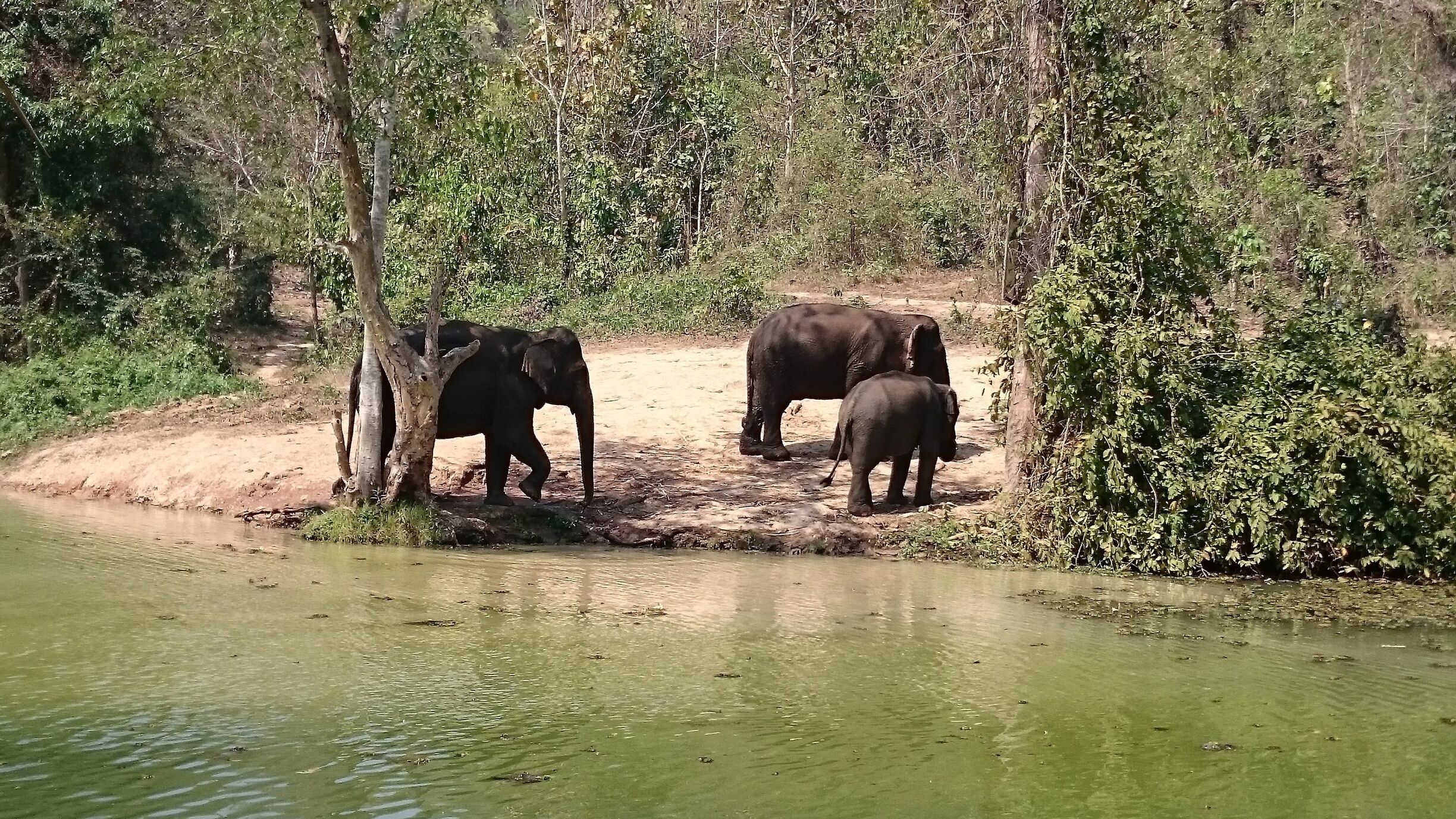 I spent 2 days at the ECC in Laos recently. It was an amazing experience observing and learning about these magnificent animals! The centre's pragmatic & honest approach to the issue of conservation was inspiring & refreshing. An unforgettable & very special experience! 
