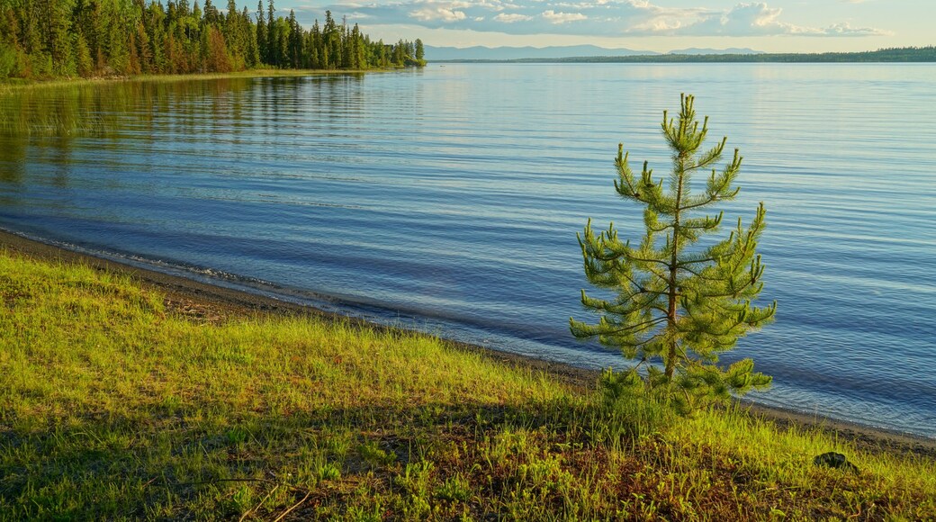 Shore of Green Lake, South Cariboo Region, British Columbia, with single coniferous tree