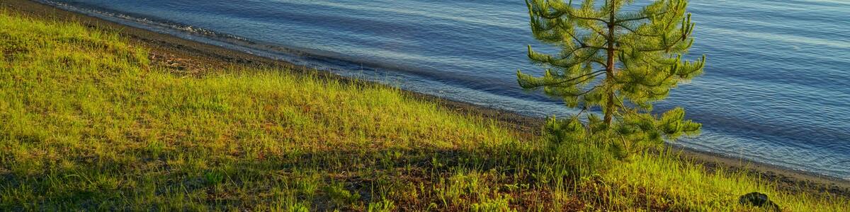 Shore of Green Lake, South Cariboo Region, British Columbia, with single coniferous tree