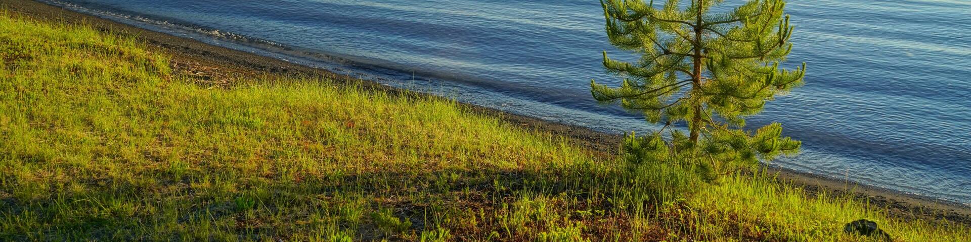 Shore of Green Lake, South Cariboo Region, British Columbia, with single coniferous tree
