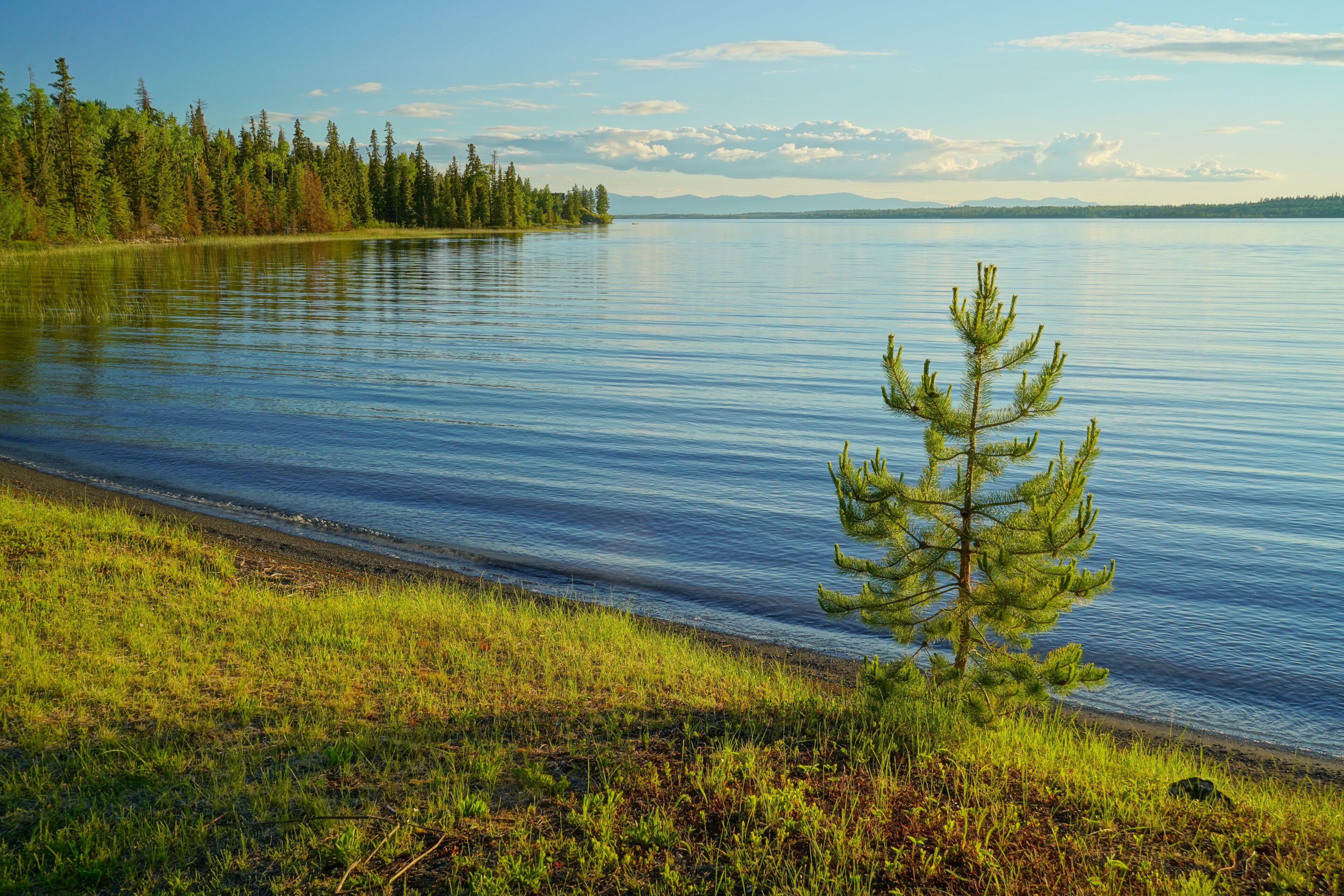 A calm lake with a grassy shoreline and a small tree in the foreground.