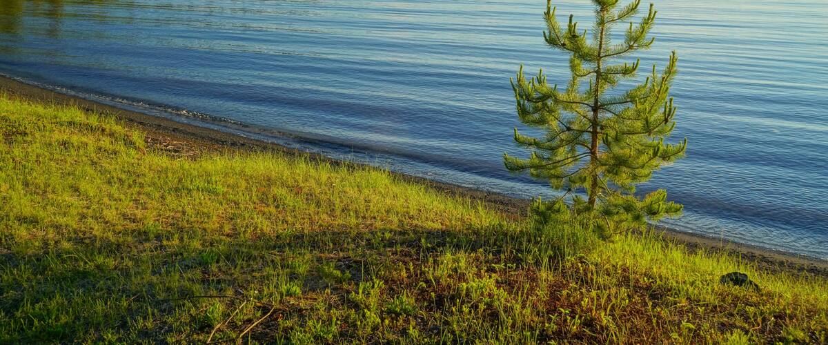 A calm lake with a grassy shoreline and a small tree in the foreground.