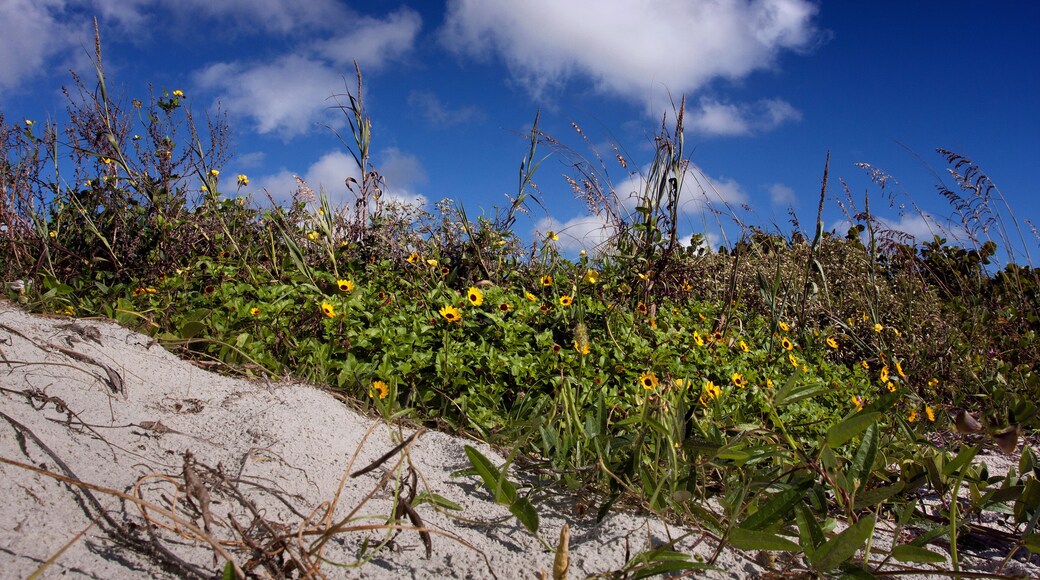 Cocoa Beach Dunes and Daisies