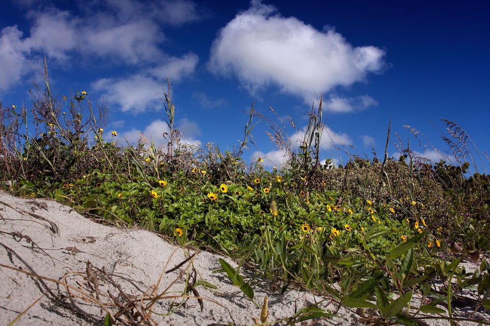 A sandy beach with yellow wildflowers and tall grasses under a blue sky with clouds.