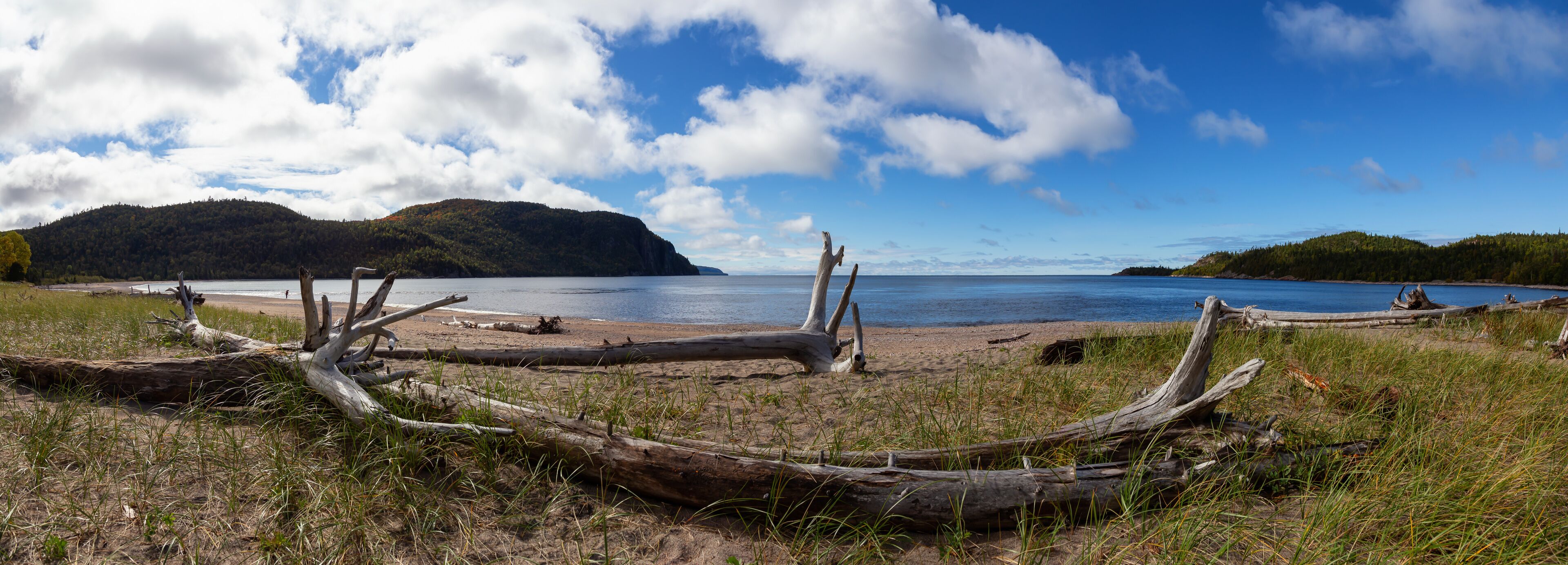 A beach with driftwood and a forested island in the background.