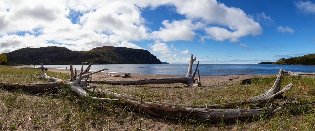 A beach with driftwood and a forested island in the background.