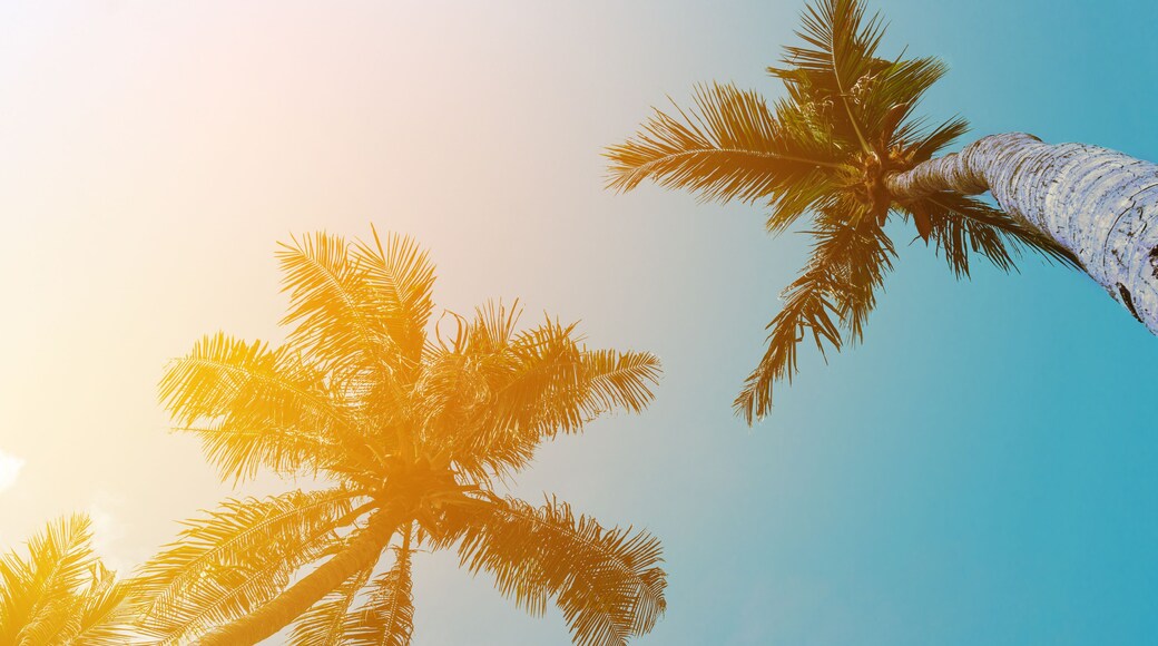 Coconut palm tree beach summer concept