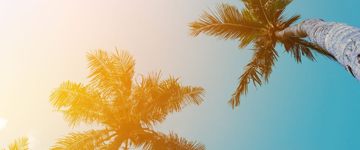 Coconut palm tree beach summer concept