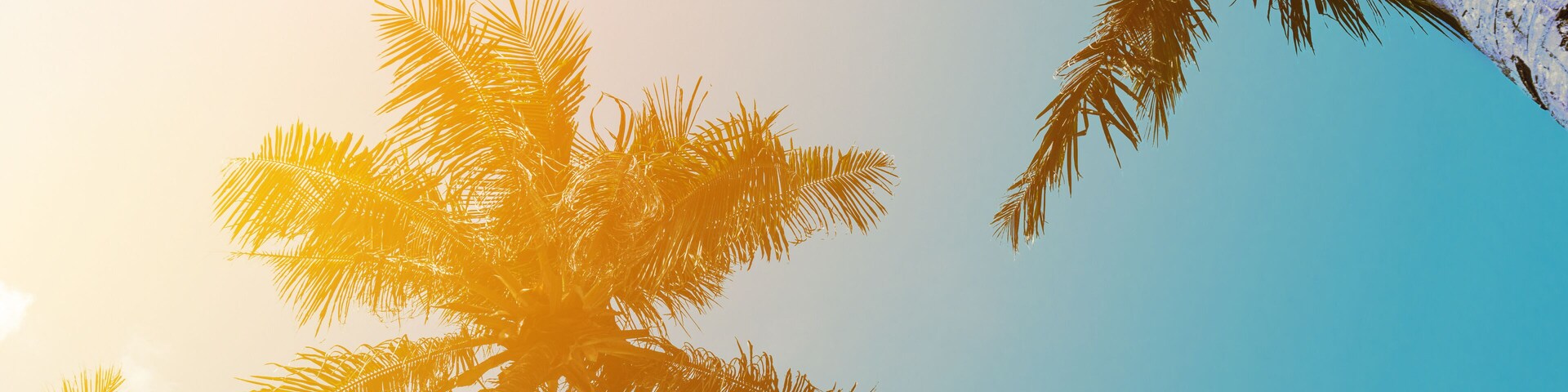 Coconut palm tree beach summer concept