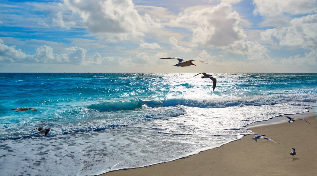 Platja del Parc Seagull