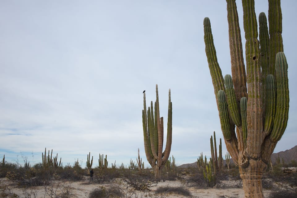 Paisaje desértico con cactus altos y vegetación escasa.