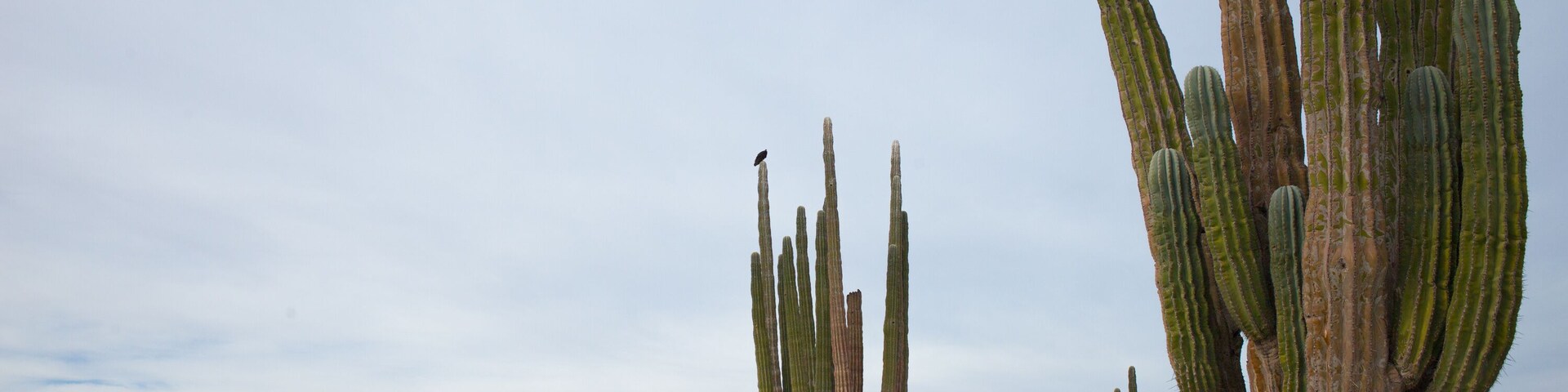 Valle de los Gigantes