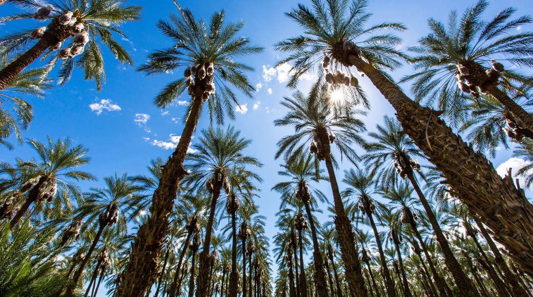 Coachella Music Festival