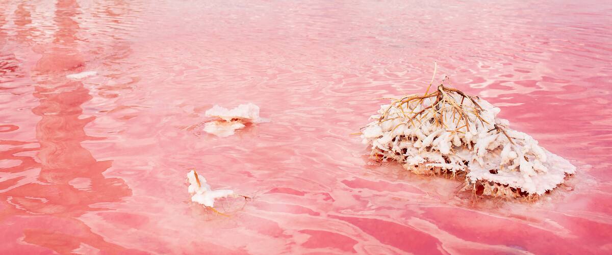 A pink body of water with a white bird nest and a white bird.