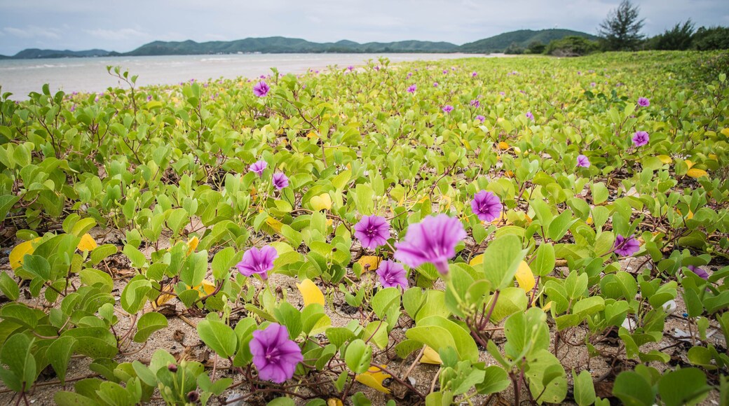 Playa Napa Tharaphirom