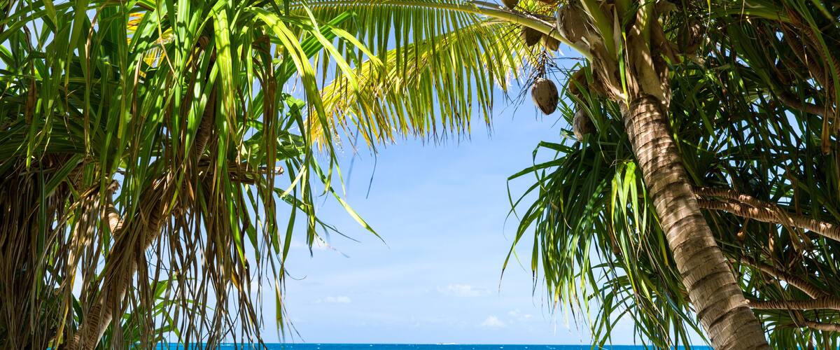 travel, seascape and nature concept - tropical beach with coconut trees in french polynesia