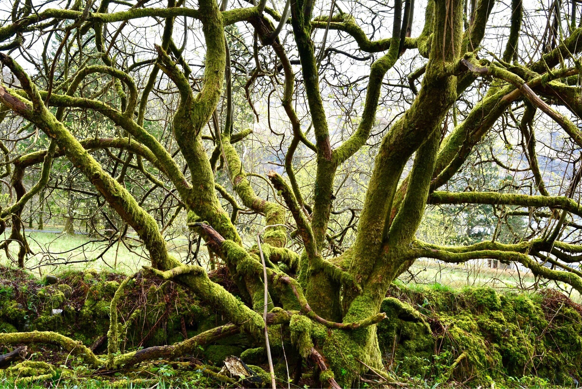 A moss-covered tree with twisted branches in a forest.