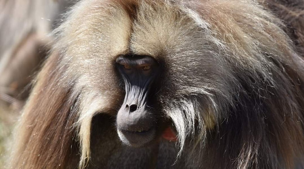 Gelada male on Simien mountains