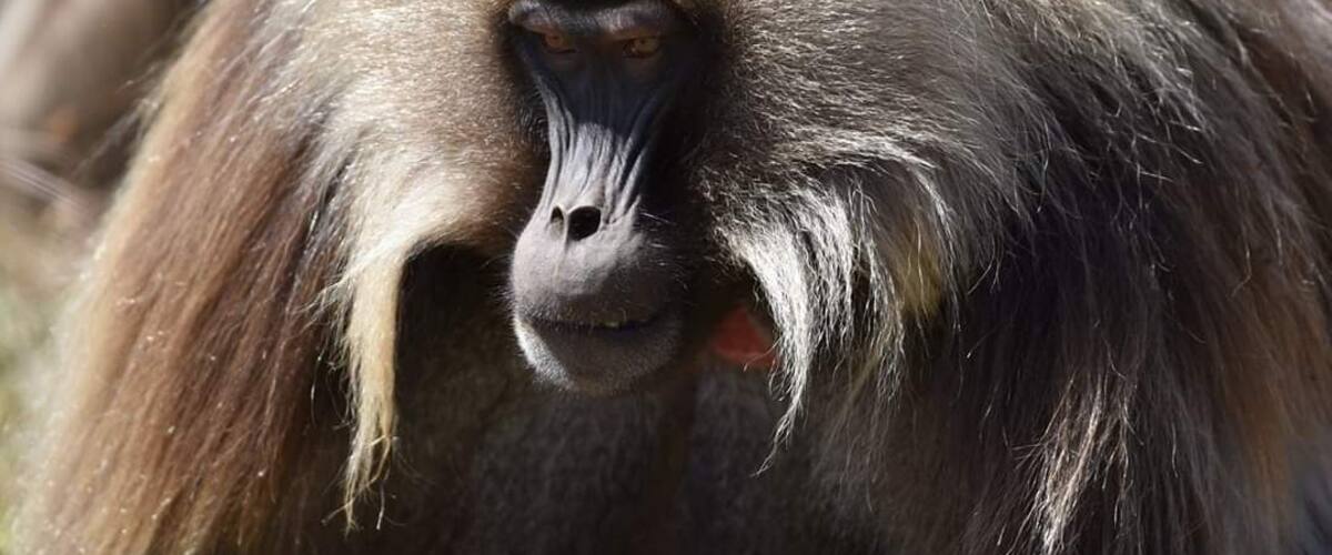 Gelada male on Simien mountains