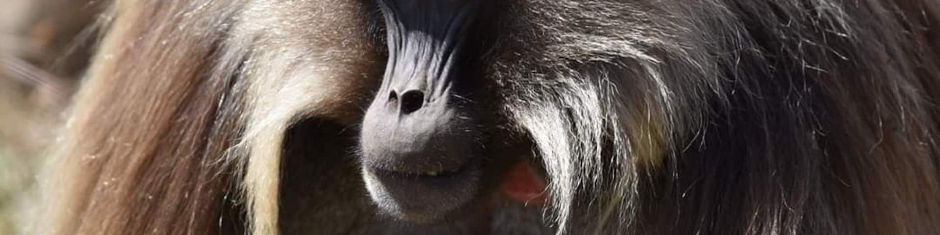 Gelada male on Simien mountains