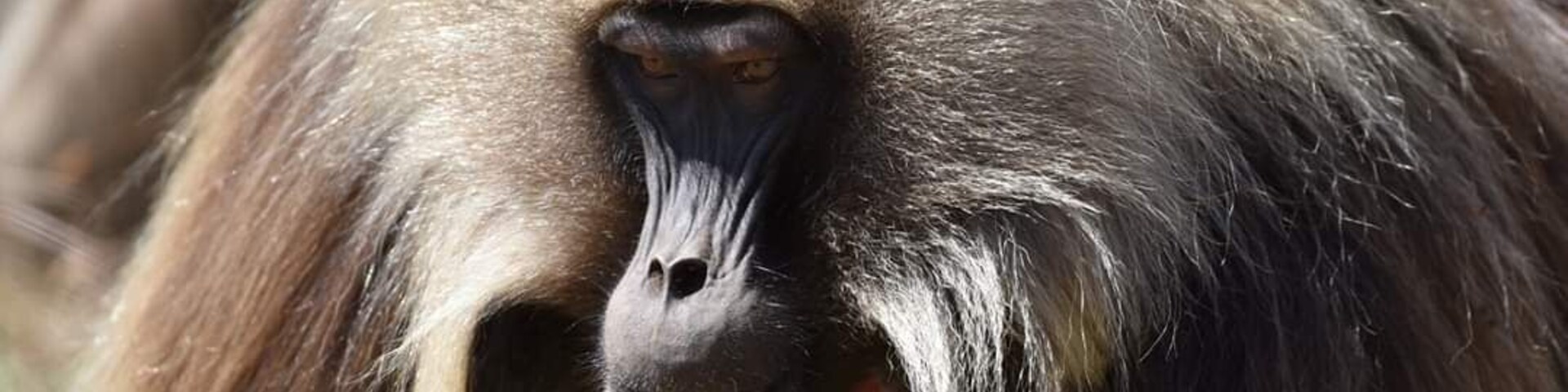 Gelada male on Simien mountains