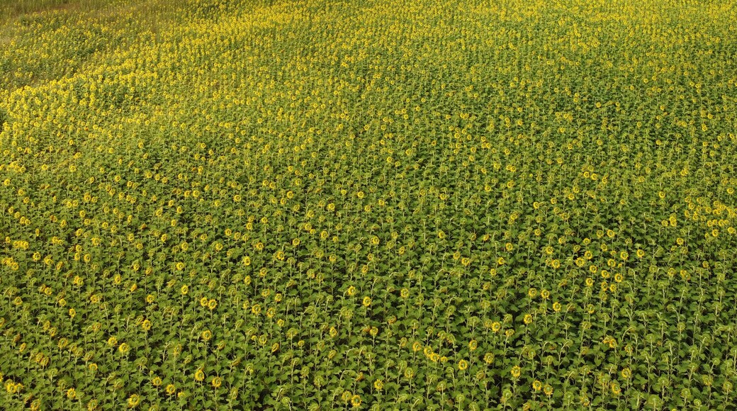 Stunning field of yellow sunflowers in a country rural setting in Southern Downs, Queensland, Australia