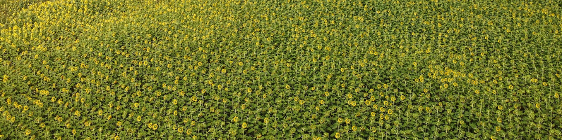 Stunning field of yellow sunflowers in a country rural setting in Southern Downs, Queensland, Australia