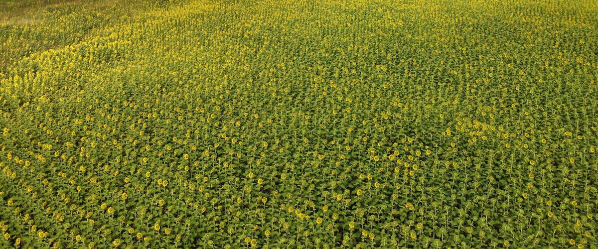 A vast field of yellow flowers.