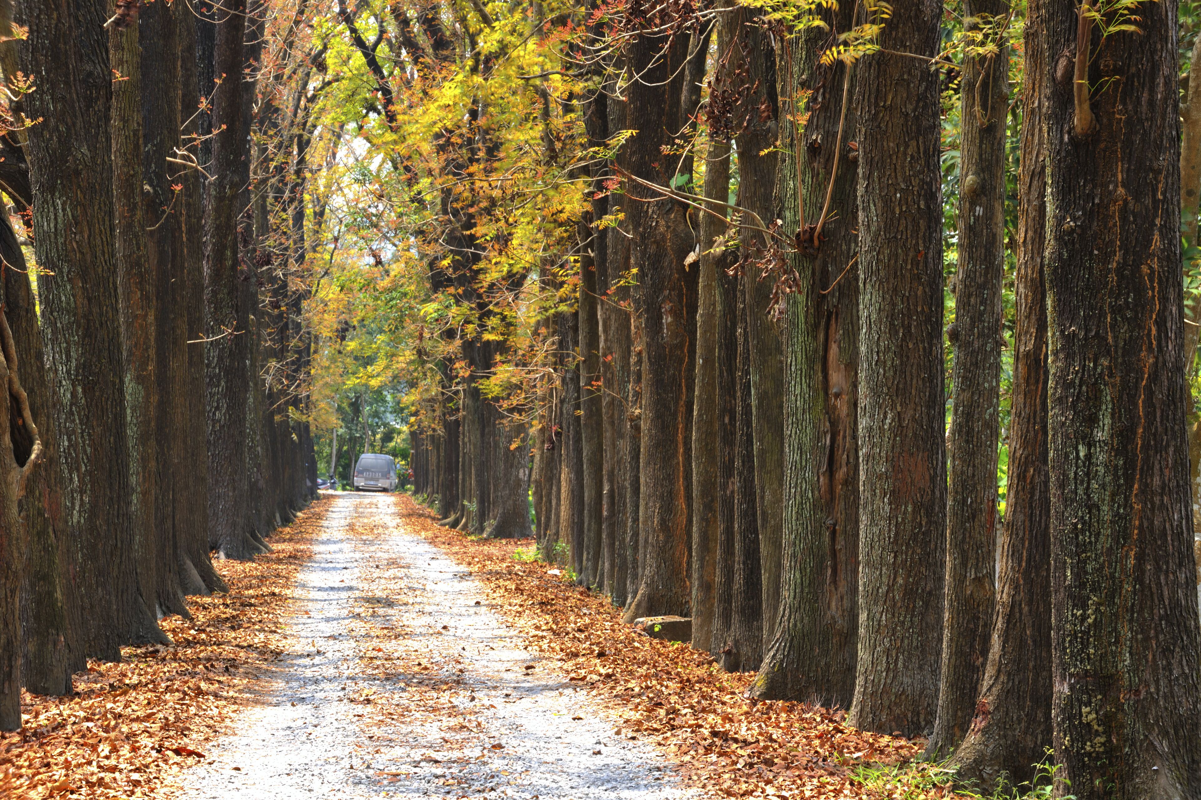 path in forest Maolin National Scenic Area