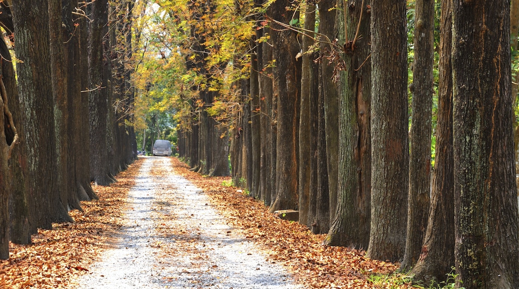 path in forest Maolin National Scenic Area