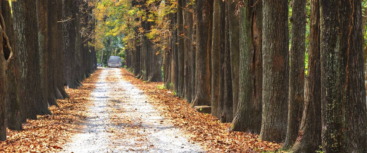 path in forest Maolin National Scenic Area