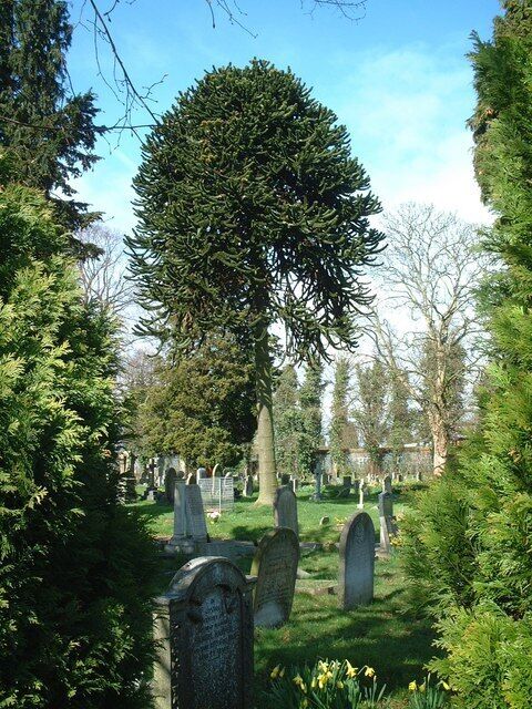 St James the Great parish churchyard, Shirley, West Midlands, showing a monkey-puzzle tree, Araucaria araucana