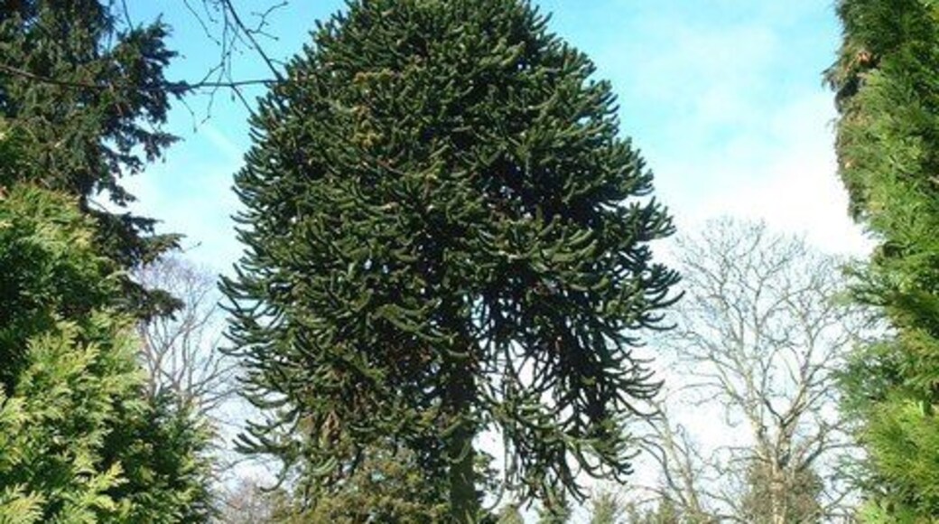 St James the Great parish churchyard, Shirley, West Midlands, showing a monkey-puzzle tree, Araucaria araucana
