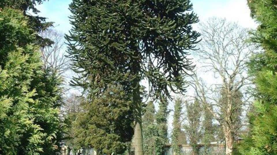 St James the Great parish churchyard, Shirley, West Midlands, showing a monkey-puzzle tree, Araucaria araucana