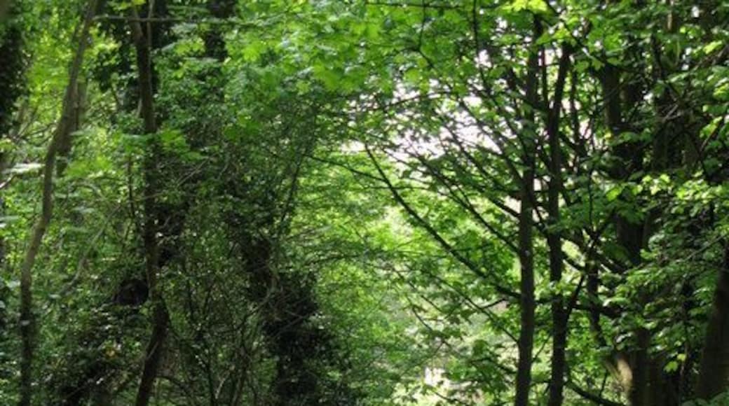 The Ouse Burn, Jesmond Vale