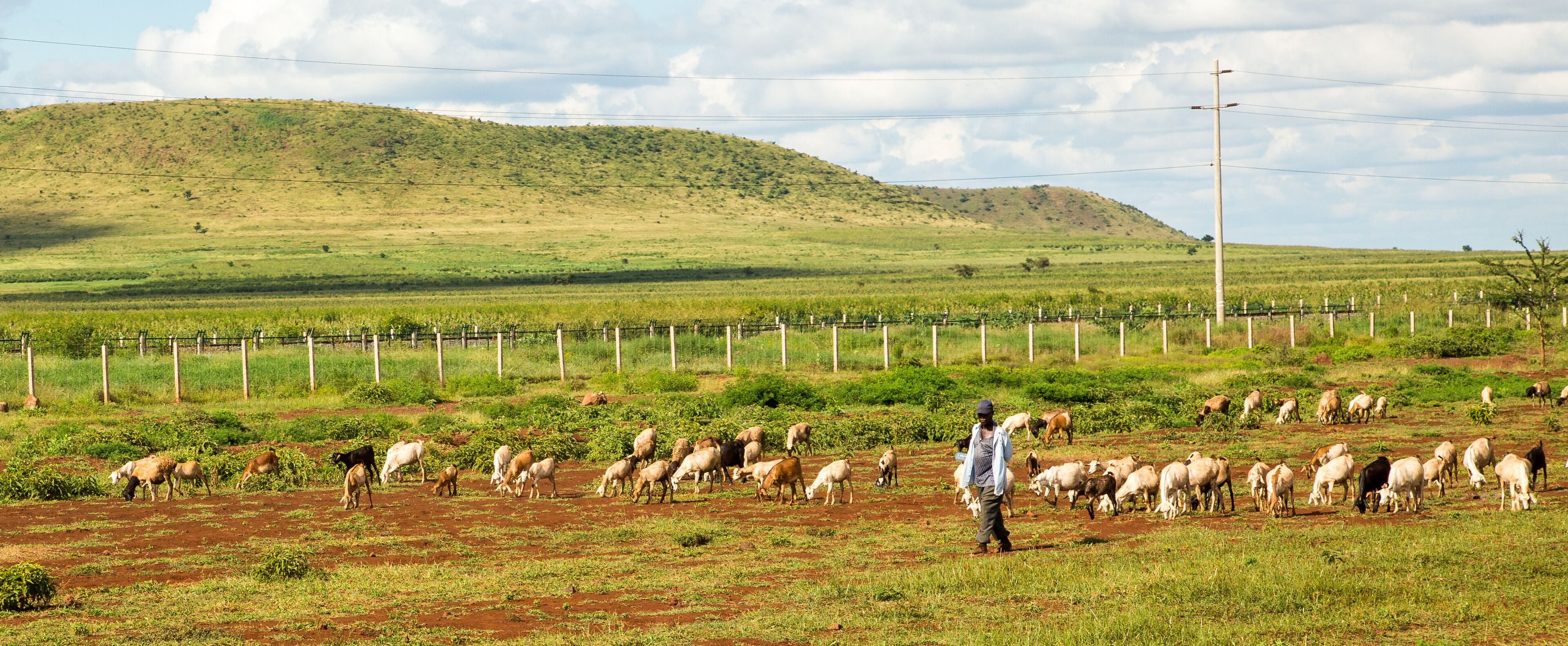 A Farmers herding his goats along the Mombasa Road near Emali, Kenya
