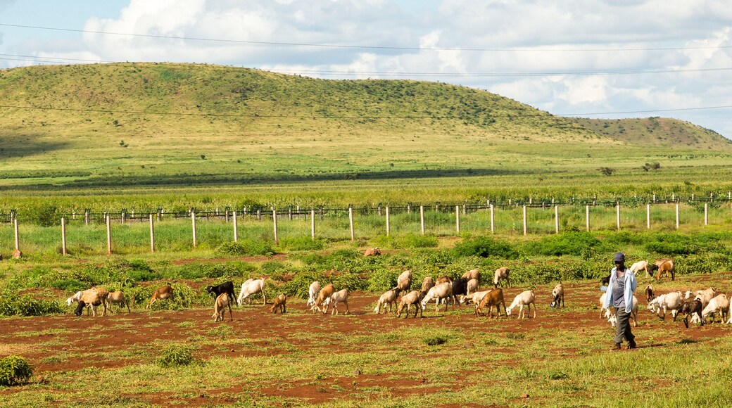 A Farmers herding his goats along the Mombasa Road near Emali, Kenya