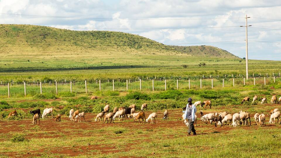 A Farmers herding his goats along the Mombasa Road near Emali, Kenya