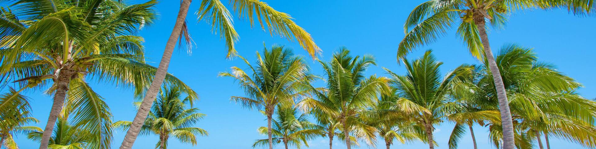Panorama of idyllic tropical beach with palm trees, white sand and turquoise blue water