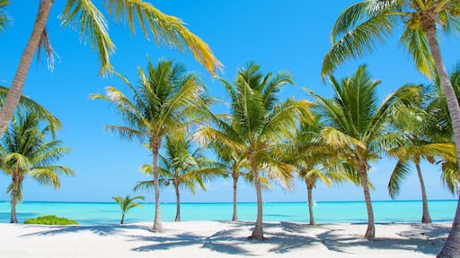 Panorama of idyllic tropical beach with palm trees, white sand and turquoise blue water