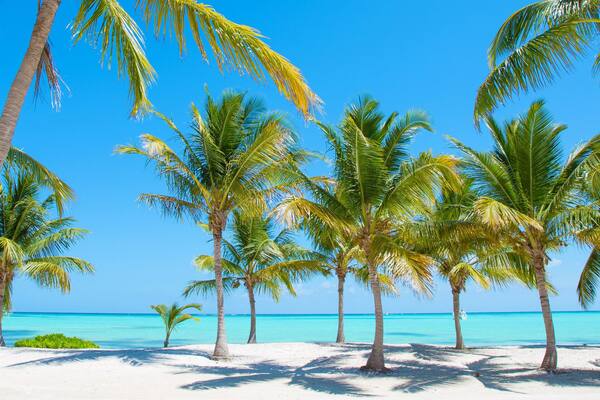 Panorama of idyllic tropical beach with palm trees, white sand and turquoise blue water