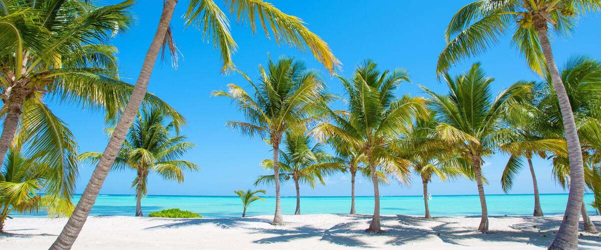 A beach with palm trees and turquoise water.