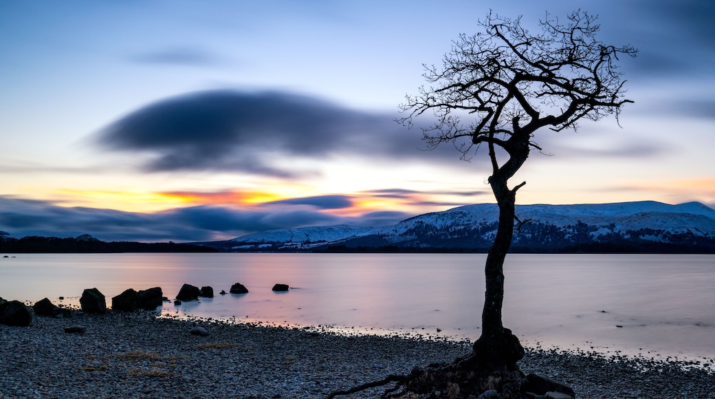 A solitary tree by a calm lake with a mountain range in the background.
