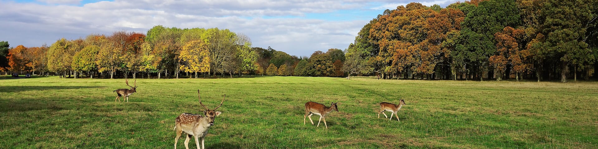 Deer in Phoenix Park