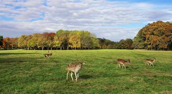 Deer in Phoenix Park