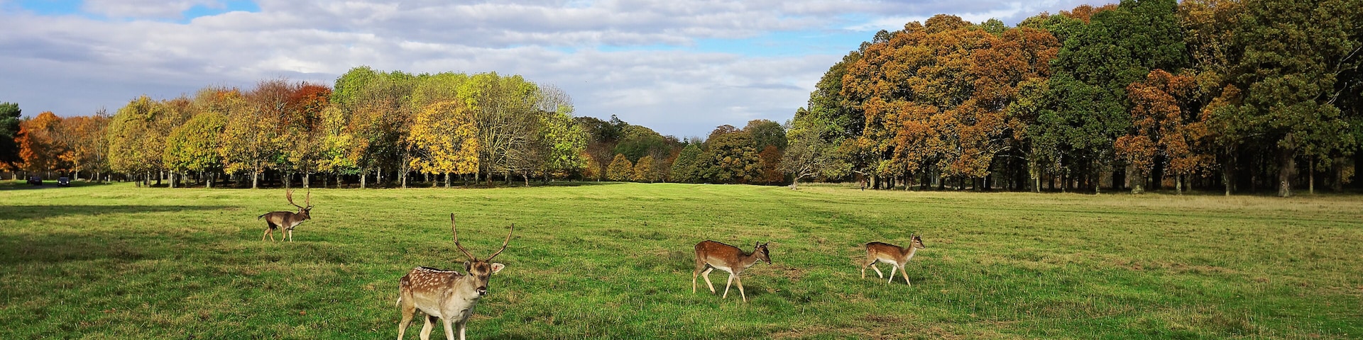 Deer in Phoenix Park