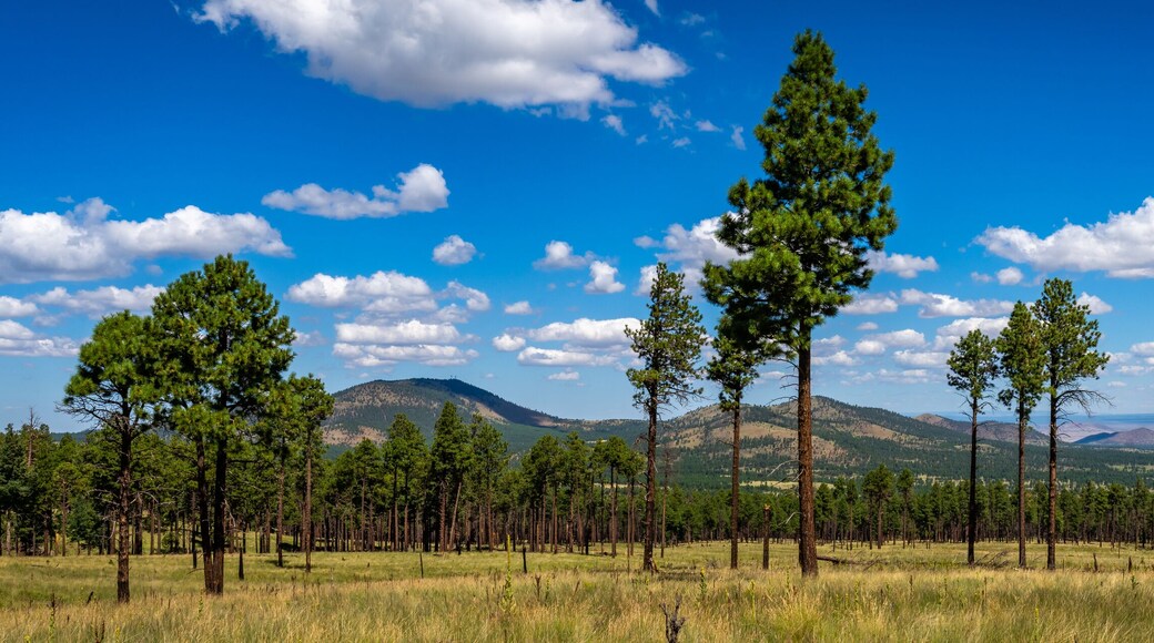 วู้ดแลนด์ส วิลเลจ