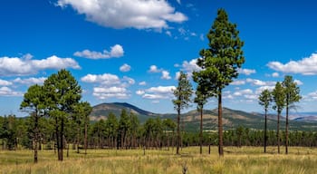 Coconino National Forest Landscapes near Flagstaff Arizona, America, USA.