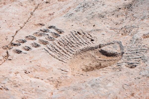 A fossil imprint on a rock surface.