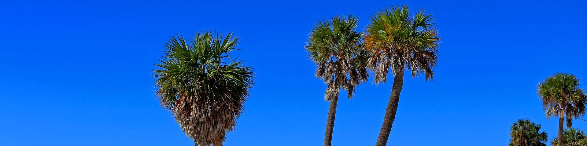 Una playa con palmeras y un cielo azul despejado.